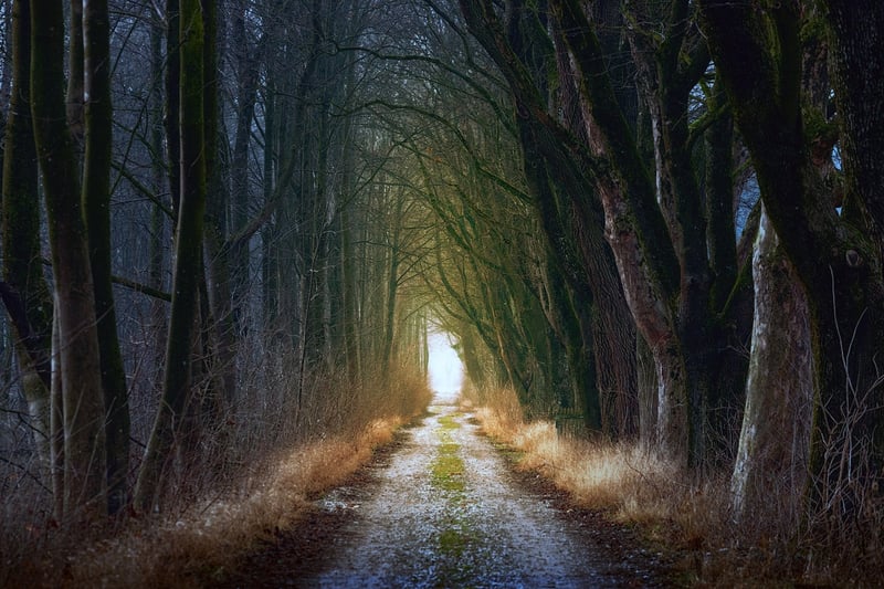 Mystical Forest Path